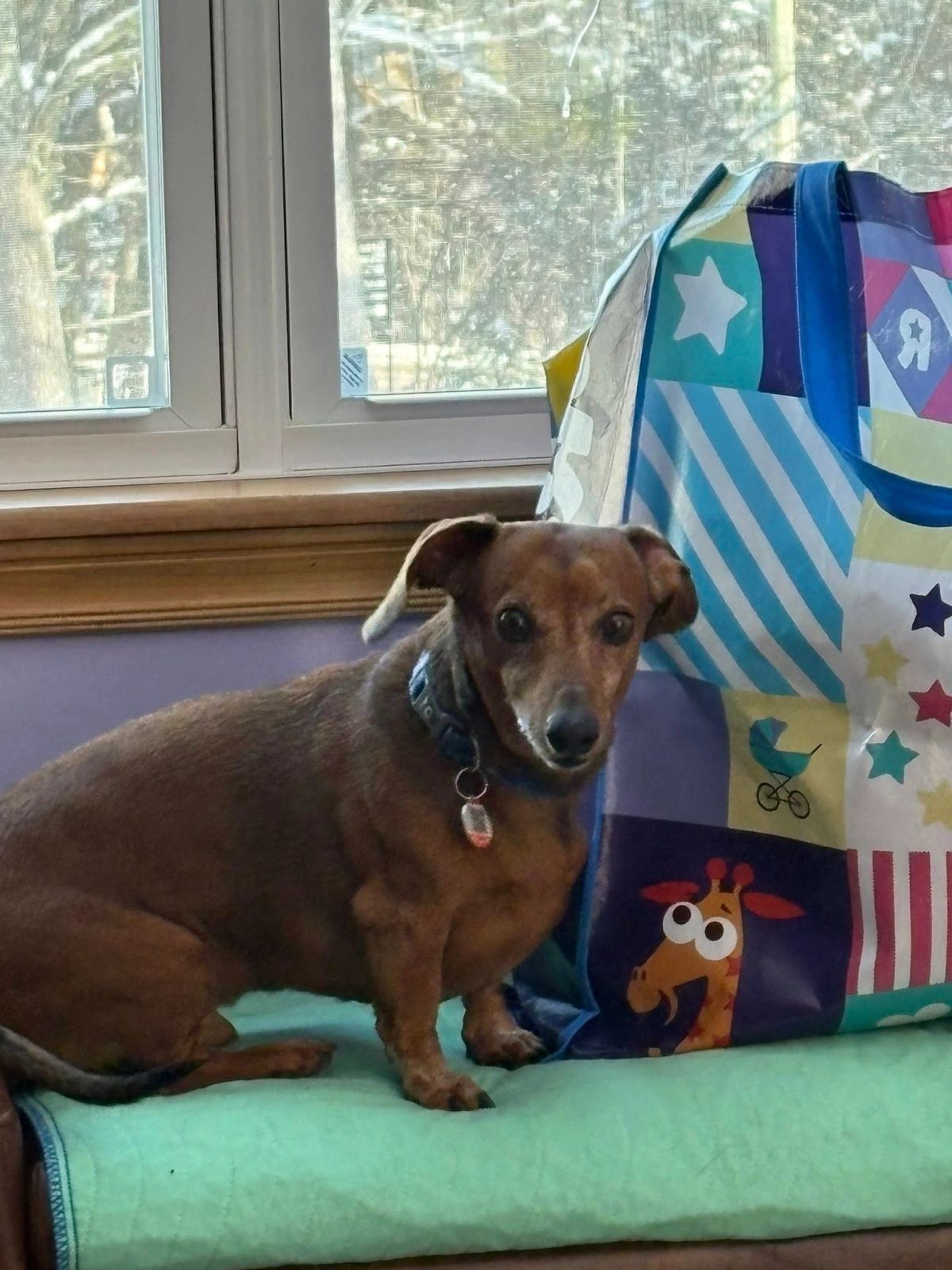A dog resting comfortably during an overnight stay