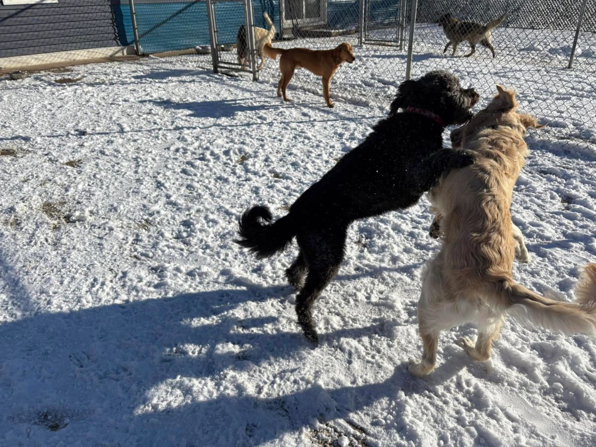 Dogs playing together in a fenced outdoor area